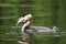 WATERFOWL - Great Crested Grebe