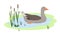 Waterfowl Greylag Goose in pond or lake. Wild migratory Bird