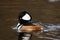 WATERFOWL - Hooded Merganser / Tracz Kapturnik