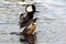 WATERFOWL - Hooded Merganser / Tracz Kapturnik