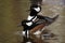 WATERFOWL - Hooded Merganser / Tracz Kapturnik