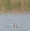 Waterfowl swimming in a lake in a wetland area