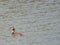 Waterfowl swimming in a lake in a wetland area