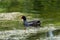 Waterfowl Swimming in Pond Black Duck