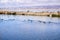 Waterfowl swimming on waterways in south San Francisco bay, Sunnyvale, California