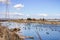 Waterfowl swimming on waterways in south San Francisco bay, Sunnyvale, California