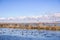 Waterfowl swimming on waterways in south San Francisco bay, Sunnyvale, California