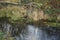 Waterfowl in the thickets of the Wuhle river. The common moorhen, Gallinula chloropus, is a bird species in the rail family.