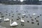 Waterfowl in winter. Swans and ducks in a city park on the lake