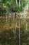 Waterfront of forest pond and reflection of trees