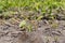 Waterhem weed wilted and dying after herbicide treatment in soybean farm field