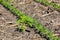 Waterhemp weed growing in soybean field