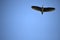 A Waterhen flying in the sky