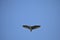 Waterhen flying in sky