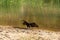 a waterhole in the Australian outback stands a snake-necked bird with spread wings