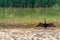 a waterhole in the Australian outback stands a snake-necked bird with spread wings