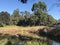 Waterhole or creek in the Australian Bush