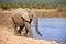 Waterhole Elephant