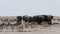 Waterhole with Elephants, zebras, springbok and oryx