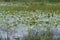 Waterhole with lilies