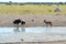 Waterhole in Nxai pan,Botswana