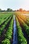 Watering of agricultural crops, countryside, irrigation, natural watering, village green