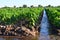 Watering of agricultural crops, countryside. natural watering