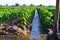 Watering of agricultural crops, countryside natural watering