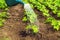 Watering bean seedlings before flowering in the evening in the garden. Plantation care for a good harvest