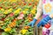 Watering beautiful blooming primroses