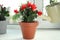 Watering beautiful blooming Schlumbergera plant Christmas or Thanksgiving cactus in pot on window sill