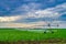 Watering beets in a large field using a self-propelled sprinkler system with a center swing. Modern agricultural