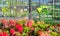 Watering begonia seedlings with a spray gun in a garden store.