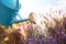 Watering blooming lavender flowers in field