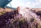 Watering blooming lavender flowers. Gardening tools