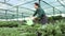 Watering bushes in hothouse using watering can. Woman taking care of plants