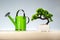 Watering can and Bonsai tree on wood shelf