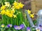 Watering can with daffodils