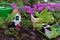 Watering can with doll house, working tooks and boxes with petunia seedlings on flowerbed