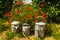 The watering can family in a sunny garden surrounded by red poppies