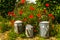 The watering can family in a sunny garden surrounded by red poppies