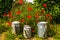 The watering can family in a sunny garden surrounded by red poppies