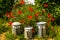 The watering can family in a sunny garden surrounded by red poppies