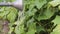 Watering can with a nozzle waters a bed with the tops of green cucumbers on an open bed