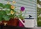 Watering can with petunia and nasturtium flowers in pots