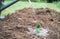 Watering can, plant in water. Spring season planting of seedlings,small green sprouts of vegetables,zucchini in ground,soil,land.