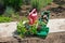 Watering can and plastic boxes with small cucumber`s sprouts and peat pots