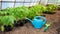 Watering can and seedlings of pepper in the greenhouse. Selective focus.