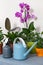 The watering can and sprayer are on the table next to the potted flowers in the pot.