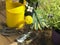 Watering Can And Trowel Next To Plants